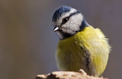 Close-up of bird