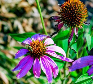 Close-up of purple coneflower blooming outdoors