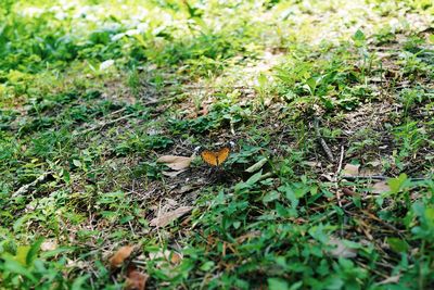 View of bird on field