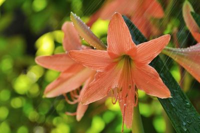 Close-up of red flowering plant