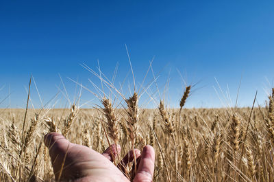 Low section of person on wheat field against blue sky