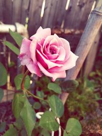 Close-up of pink rose
