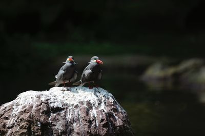 Close-up of birds perching on rock