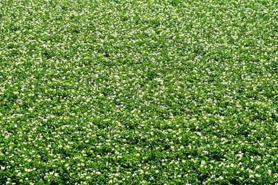 Full frame shot of green field