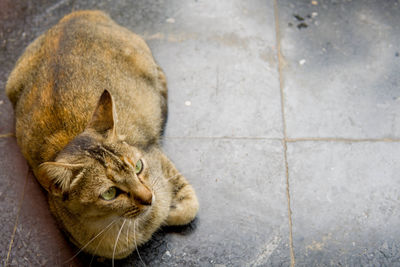 High angle view of cat relaxing on floor