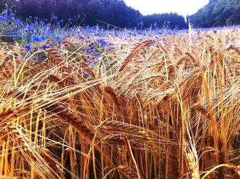 Close-up of wheat field against sky