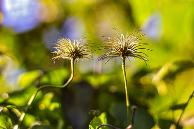 Close-up of flowering plant