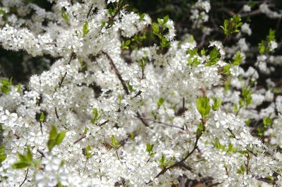 Close-up of white flowering plant