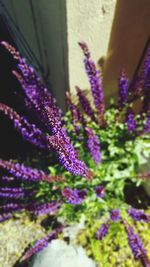 Close-up of purple flowers