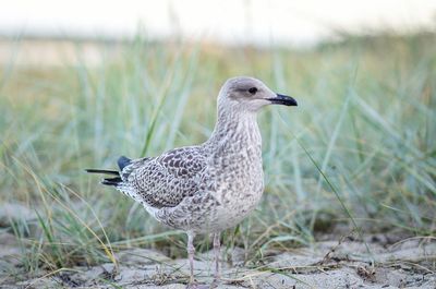 Close-up of seagull on grass