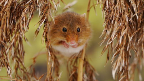 Close-up portrait of a rabbit