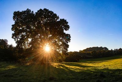 Sunlight streaming through trees on field against sky