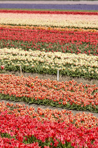 Red tulips growing on field