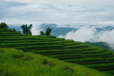 Scenic view of agricultural field against sky