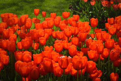 Close-up of red tulips blooming in field