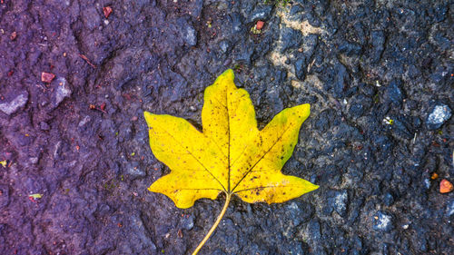 High angle view of yellow maple leaf during autumn