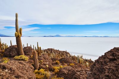 Cactus growing on rock against sky