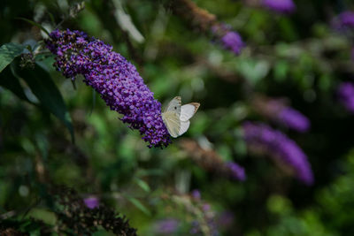 Close-up of butterfly pollinating on purple flower