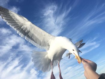 Low angle view of seagull flying against sky