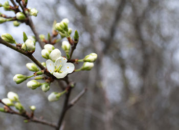 Close-up of cherry blossoms in spring