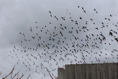 Flock of birds flying in sky