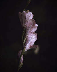 Close-up of purple flowering plant against black background