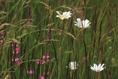 Close-up of white flowering plants on field