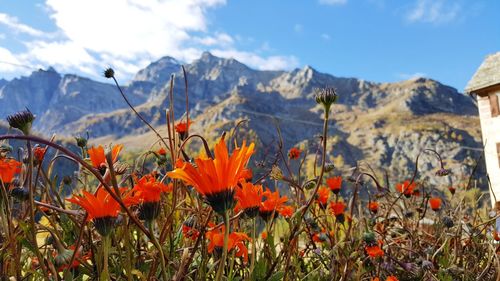 Scenic view of flowering plants and mountains against sky