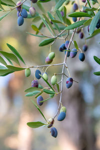 Close-up of berries growing on tree