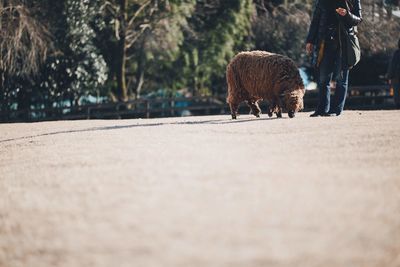 Low section of woman with sheep standing on footpath