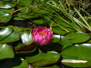 Close-up of pink lotus water lily