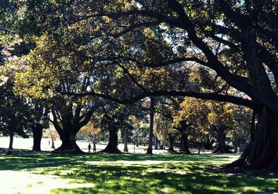 Trees in park