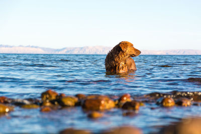 View of turtle swimming in sea