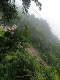 plant