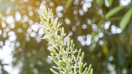 Close-up of white flowering plant