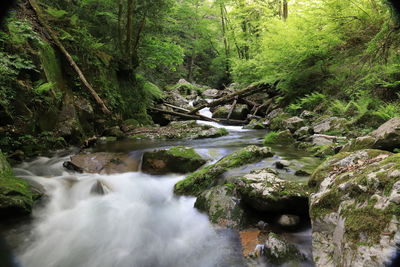 Stream flowing through rocks in forest