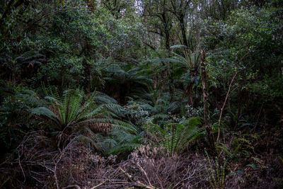 Plants and trees in forest