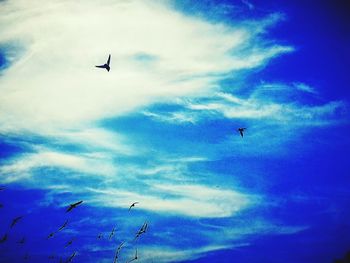 Low angle view of bird flying against blue sky