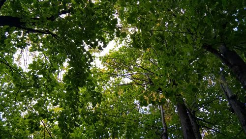 Low angle view of tree in forest