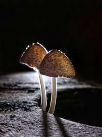 Close-up of mushroom