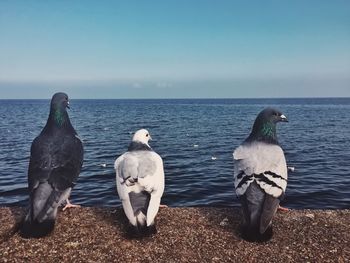 Pigeons perching on retaining wall by sea against sky