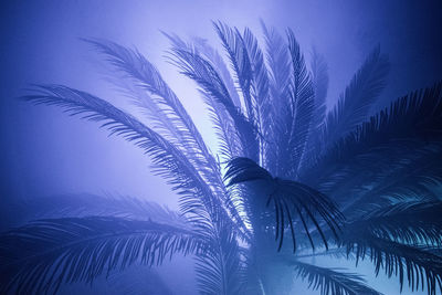 Full frame shot of purple tree