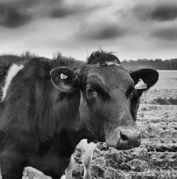 Close-up of cow