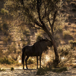 Blue wildebeest standing by tree in field
