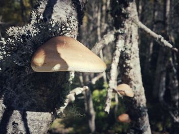 Close-up of fungus growing on tree trunk