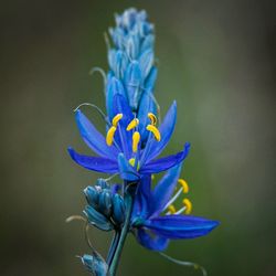 Close-up of blue flower