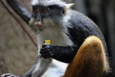 Close-up of monkey eating food