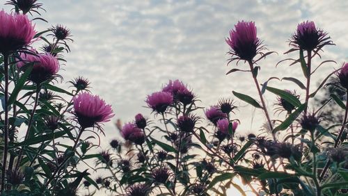 Close-up of pink flowering plants against sky