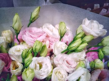 High angle view of white flowers on plant