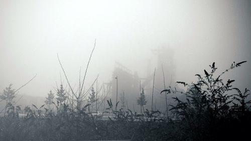 Plants in foggy weather